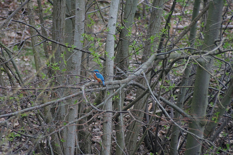 Killikus&reg; Fotographie